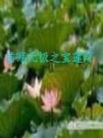 情殇无极之宝莲灯